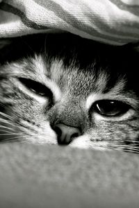 Preview wallpaper cat, face, down, eyes, black and white