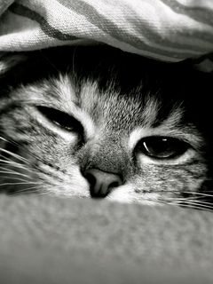 Download wallpaper 240x320 cat, face, down, eyes, black and white old ...