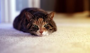 Preview wallpaper cat, face, down, sad, tired