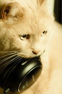Preview wallpaper cat, face, earphones, funky