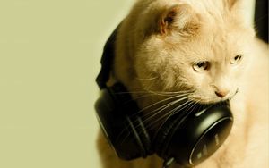 Preview wallpaper cat, face, earphones, funky