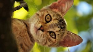 Preview wallpaper cat, face, ears, striped