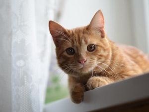 Preview wallpaper cat, face, eyes, ginger