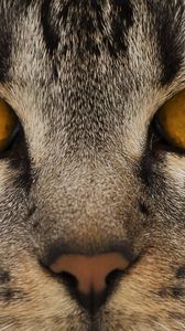 Preview wallpaper cat, face, eyes, nose