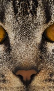 Preview wallpaper cat, face, eyes, nose