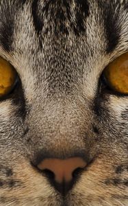 Preview wallpaper cat, face, eyes, nose