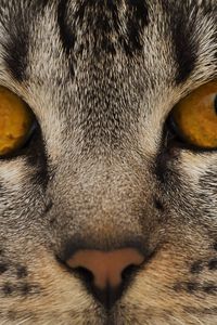 Preview wallpaper cat, face, eyes, nose