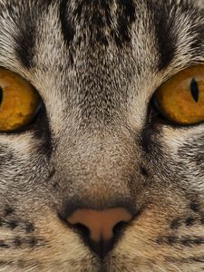 Preview wallpaper cat, face, eyes, nose