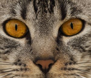 Preview wallpaper cat, face, eyes, nose