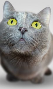 Preview wallpaper cat, face, eyes