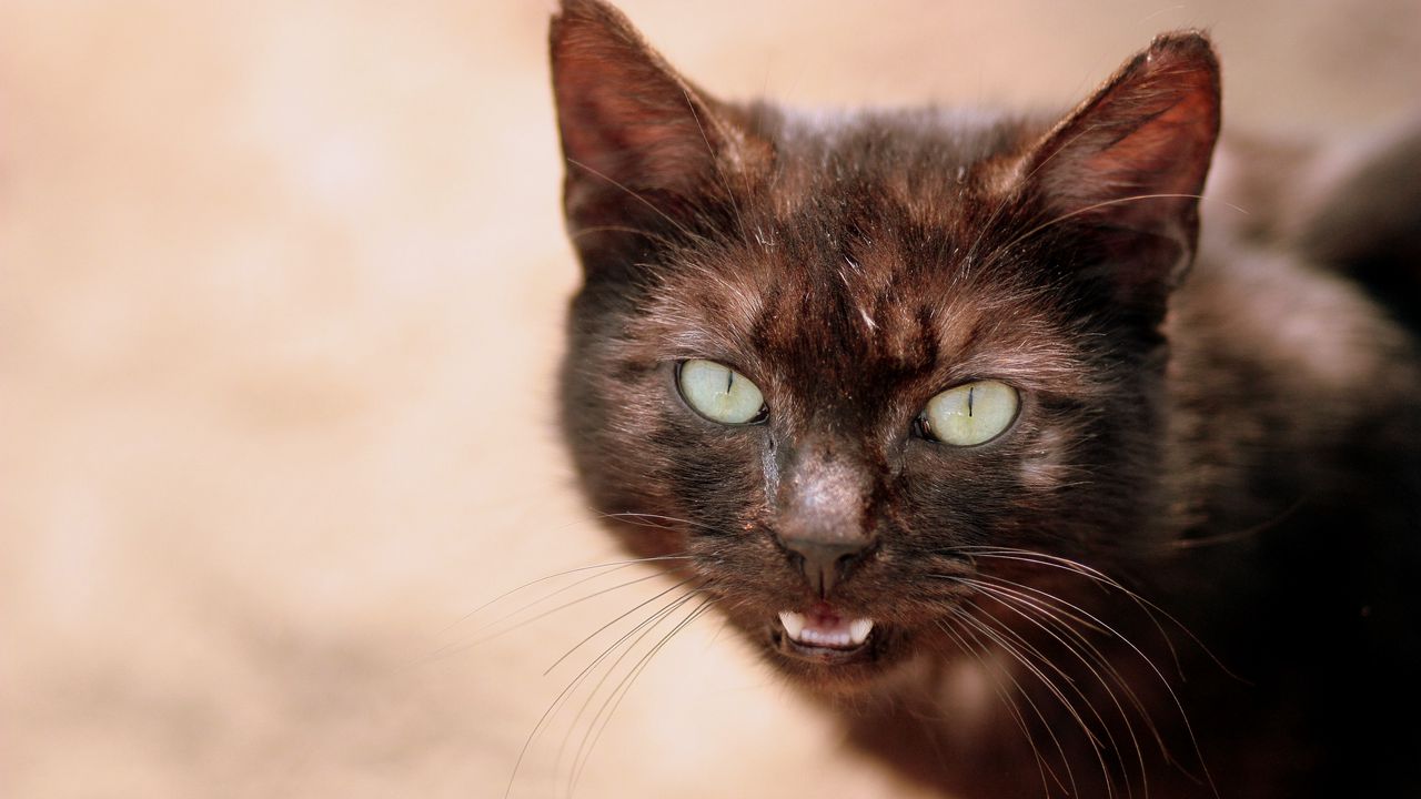 Wallpaper cat, face, eyes, black