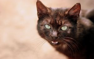 Preview wallpaper cat, face, eyes, black