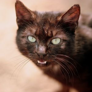 Preview wallpaper cat, face, eyes, black