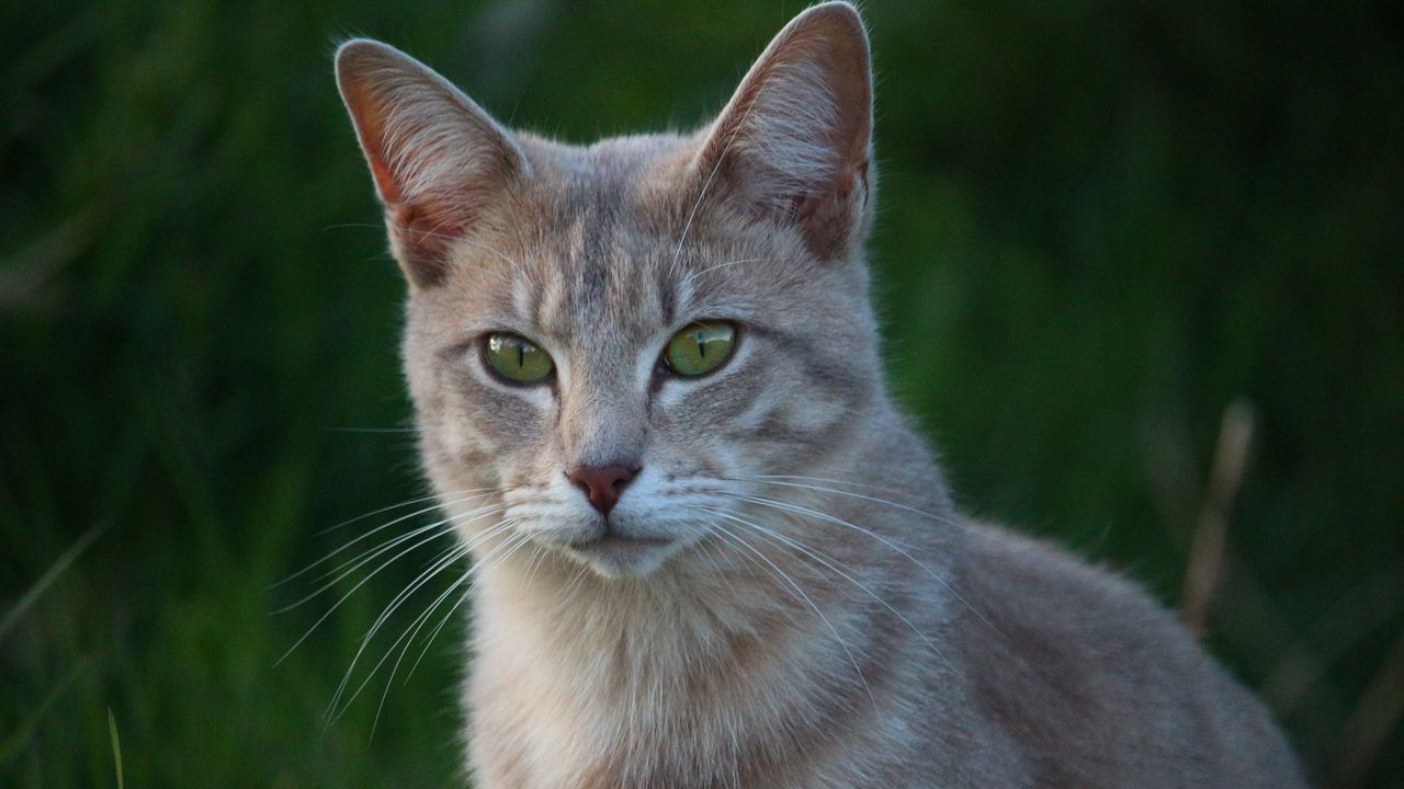 Wallpaper cat, face, eyes