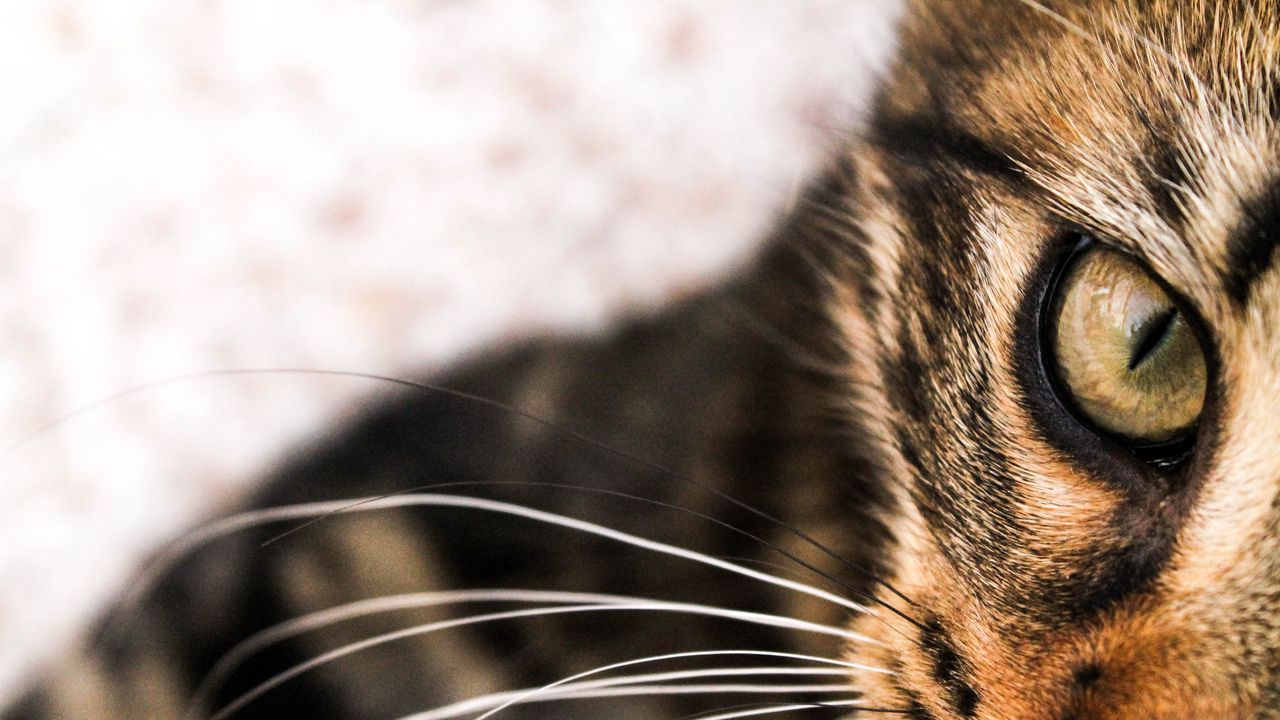 Wallpaper cat, face, eyes