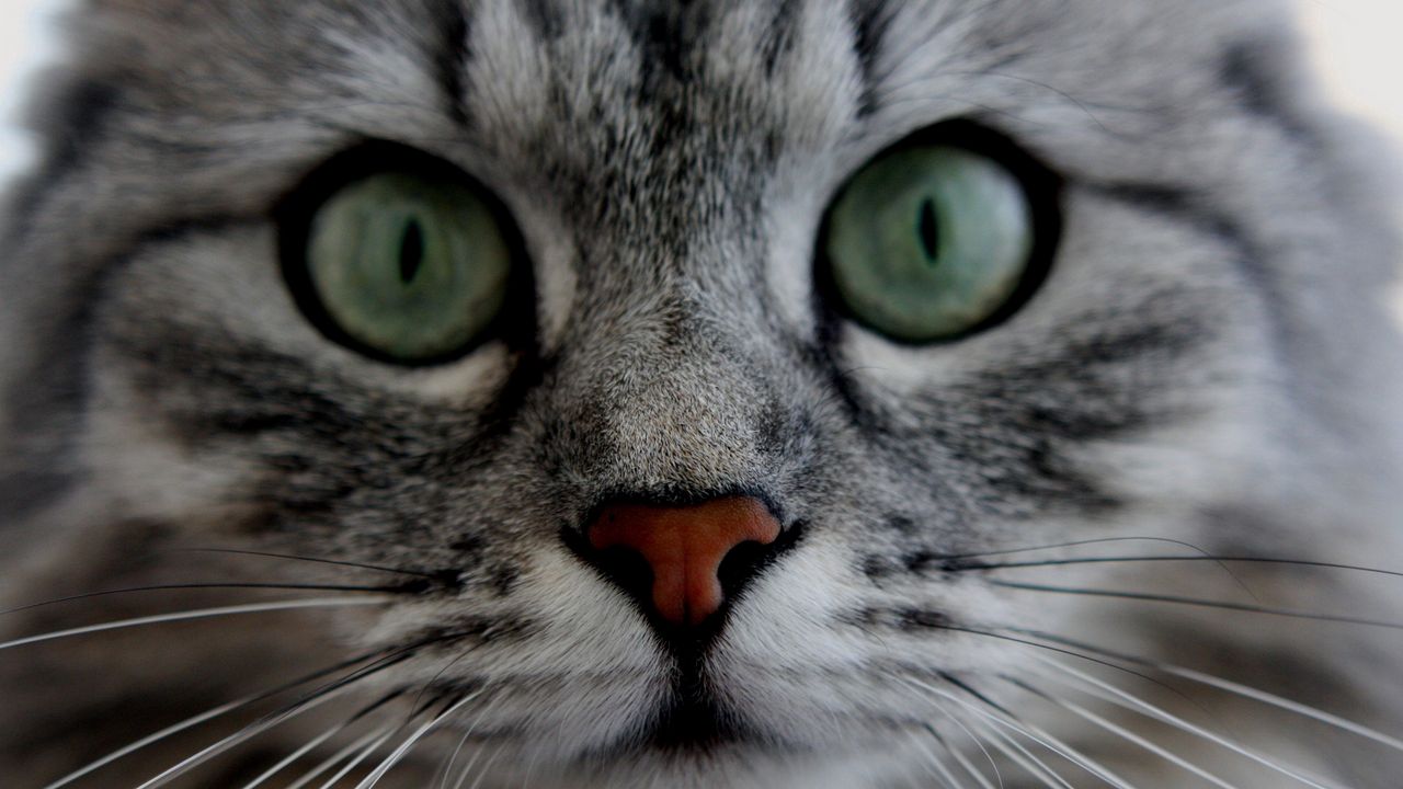 Wallpaper cat, face, eyes, gray, fluffy, cute