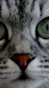 Preview wallpaper cat, face, eyes, gray, fluffy, cute