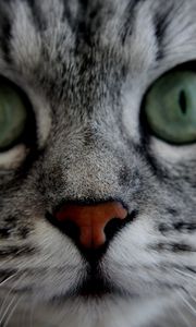 Preview wallpaper cat, face, eyes, gray, fluffy, cute