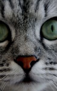 Preview wallpaper cat, face, eyes, gray, fluffy, cute