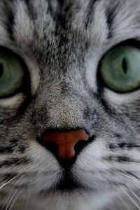 Preview wallpaper cat, face, eyes, gray, fluffy, cute