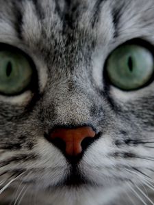 Preview wallpaper cat, face, eyes, gray, fluffy, cute