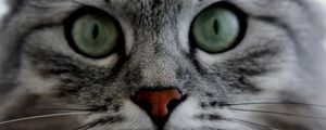 Preview wallpaper cat, face, eyes, gray, fluffy, cute