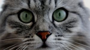 Preview wallpaper cat, face, eyes, gray, fluffy, cute