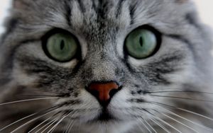 Preview wallpaper cat, face, eyes, gray, fluffy, cute