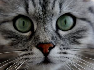 Preview wallpaper cat, face, eyes, gray, fluffy, cute