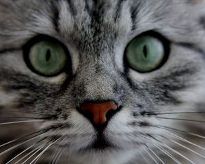 Preview wallpaper cat, face, eyes, gray, fluffy, cute