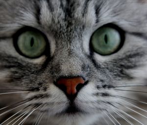 Preview wallpaper cat, face, eyes, gray, fluffy, cute