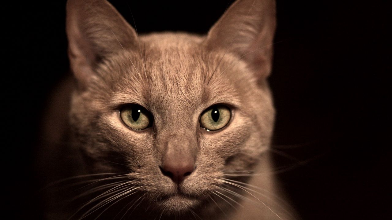 Wallpaper cat, face, eyes, view