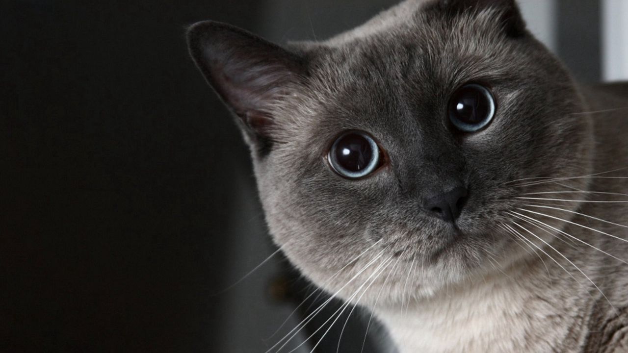 Wallpaper cat, face, eyes, shadow, black white