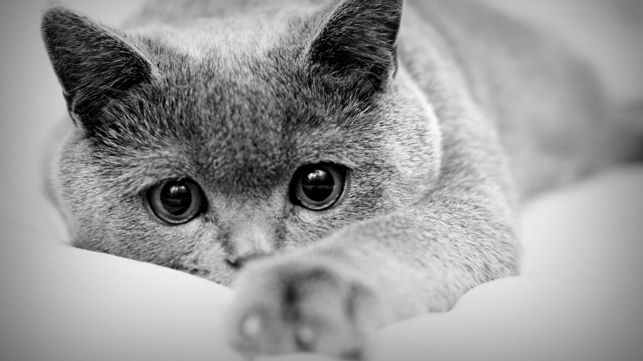 Wallpaper cat, face, eyes, paws, black white