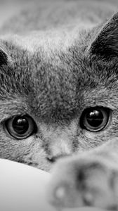 Preview wallpaper cat, face, eyes, paws, black white