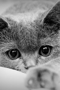 Preview wallpaper cat, face, eyes, paws, black white