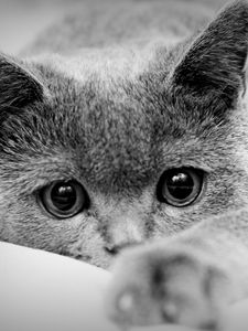 Preview wallpaper cat, face, eyes, paws, black white