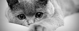 Preview wallpaper cat, face, eyes, paws, black white