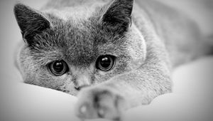 Preview wallpaper cat, face, eyes, paws, black white