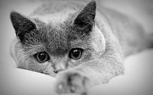 Preview wallpaper cat, face, eyes, paws, black white