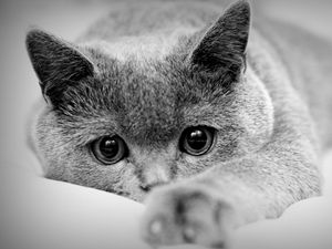 Preview wallpaper cat, face, eyes, paws, black white