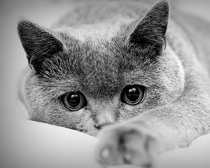 Preview wallpaper cat, face, eyes, paws, black white