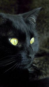 Preview wallpaper cat, face, eyes, dark, color