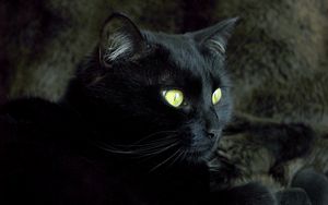Preview wallpaper cat, face, eyes, dark, color