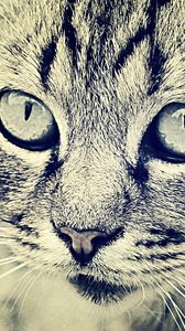 Preview wallpaper cat, face, eyes, black white