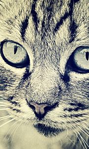 Preview wallpaper cat, face, eyes, black white