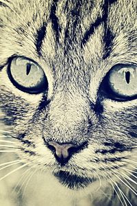 Preview wallpaper cat, face, eyes, black white