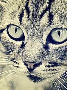 Preview wallpaper cat, face, eyes, black white