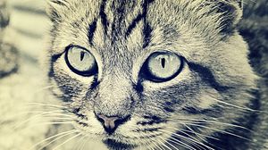 Preview wallpaper cat, face, eyes, black white