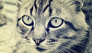 Preview wallpaper cat, face, eyes, black white